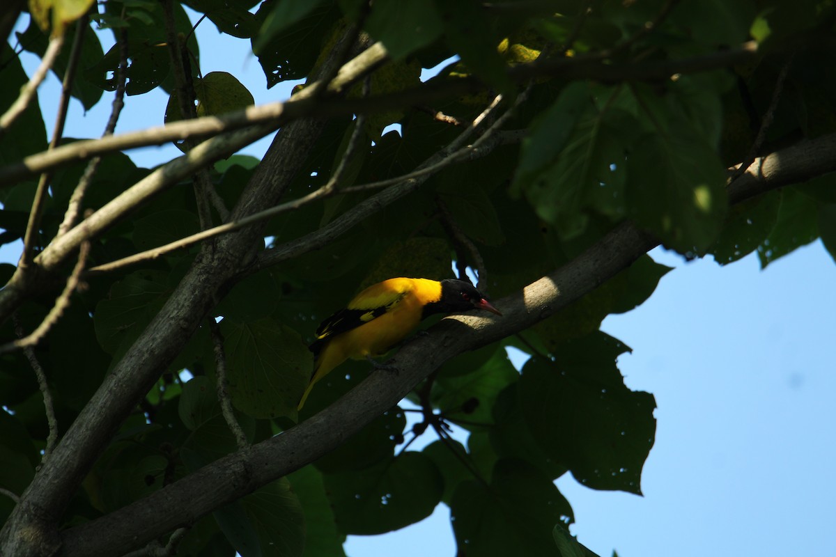 Black-hooded Oriole - ML620741550