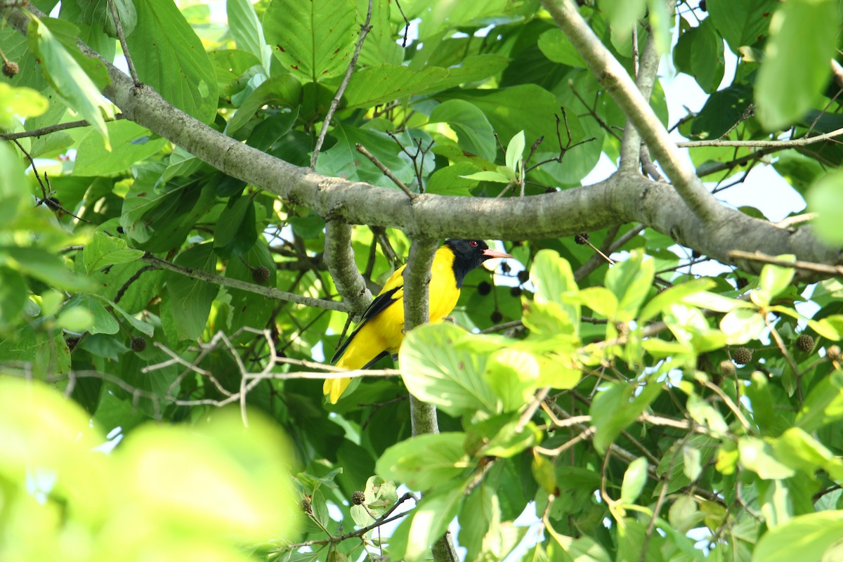 Black-hooded Oriole - ML620741551