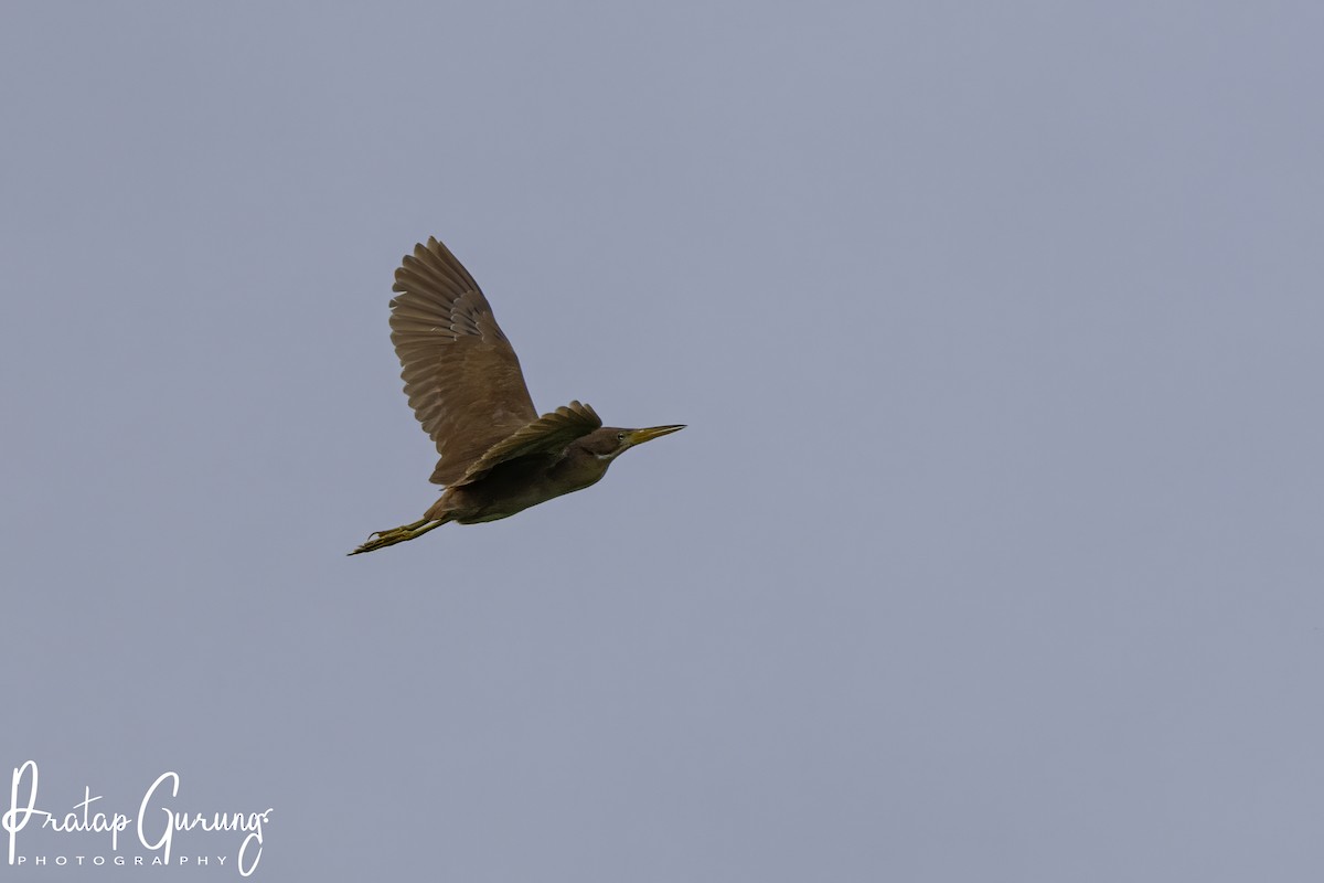 Cinnamon Bittern - ML620741553