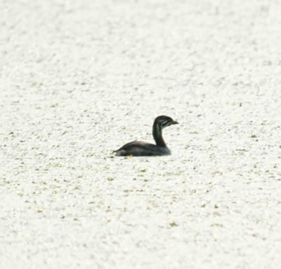 Pied-billed Grebe - ML620741554