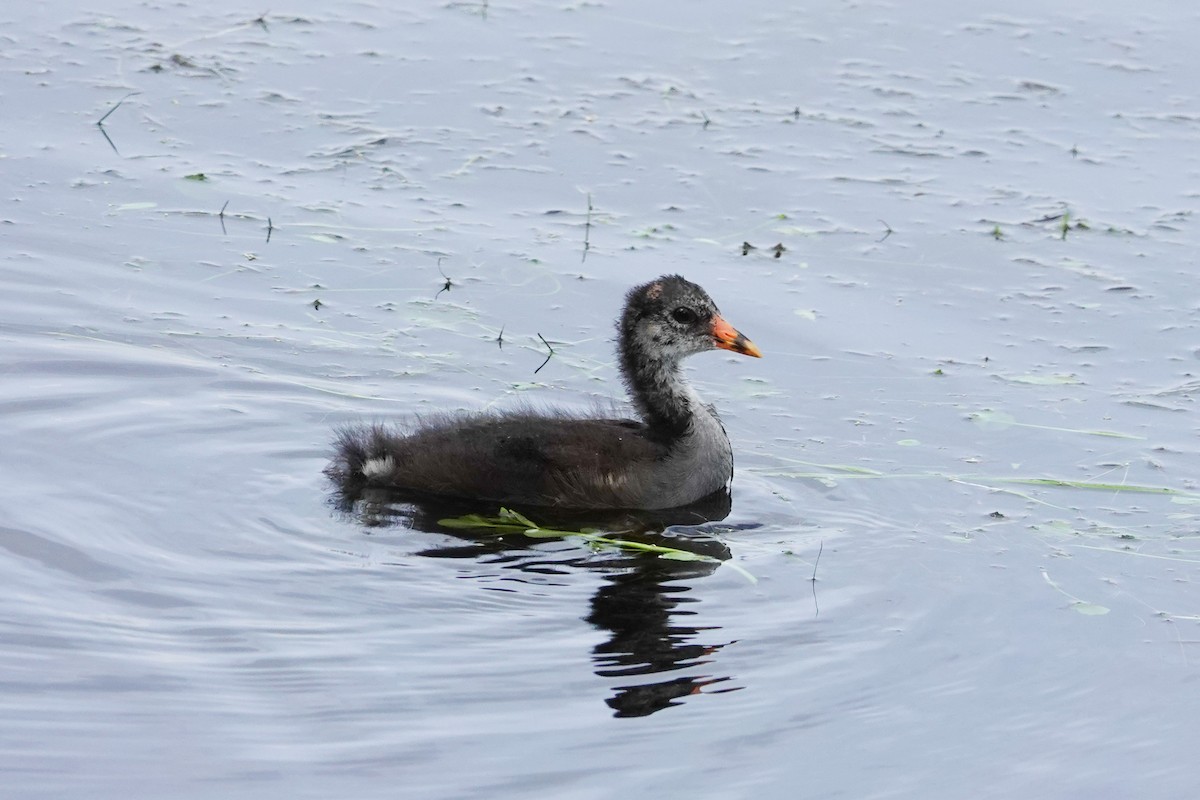 Common Gallinule - ML620741558