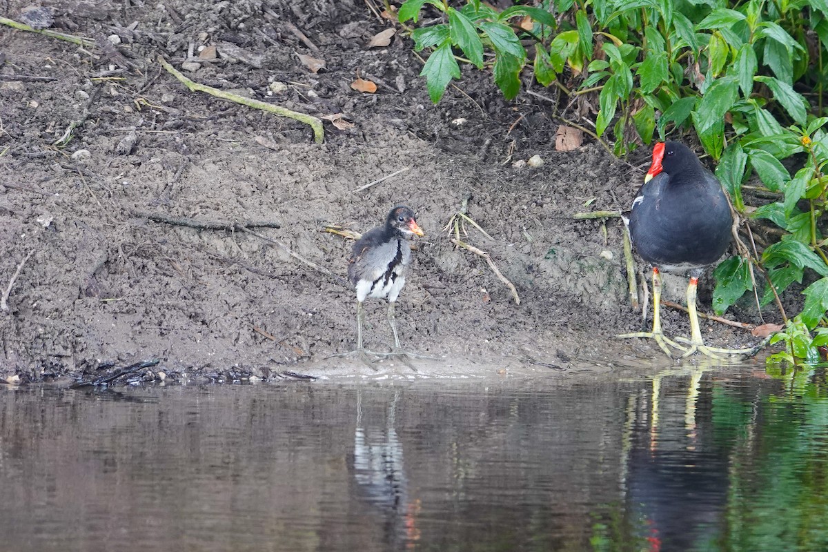 Common Gallinule - ML620741560