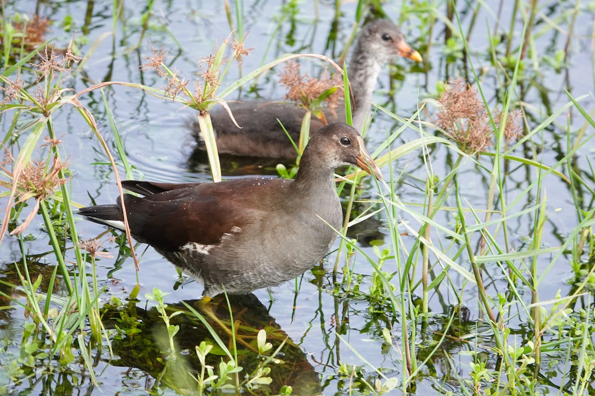 Common Gallinule - ML620741561