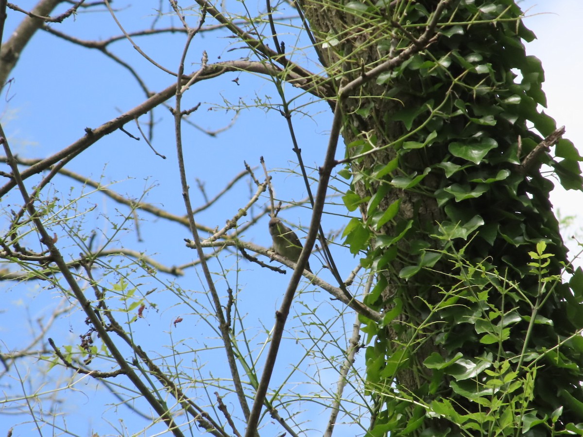 Eurasian Blackcap - ML620741564