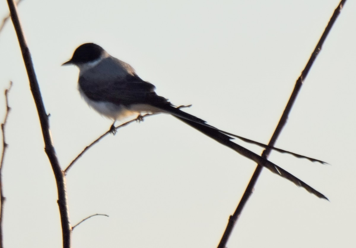 Fork-tailed Flycatcher - ML620741565