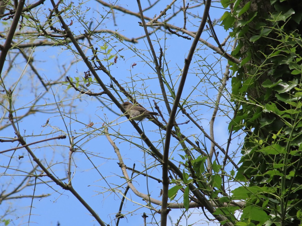 Eurasian Blackcap - ML620741566