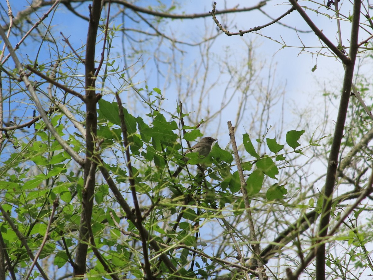 Eurasian Blackcap - ML620741568