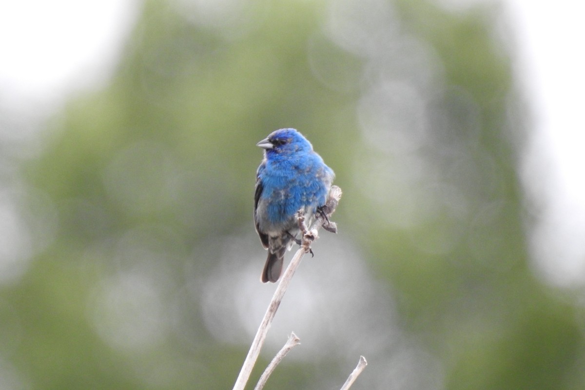 Indigo Bunting - Dan Belter