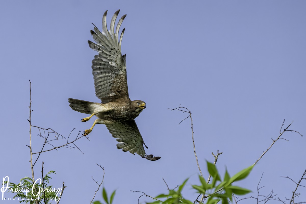 White-eyed Buzzard - ML620741571