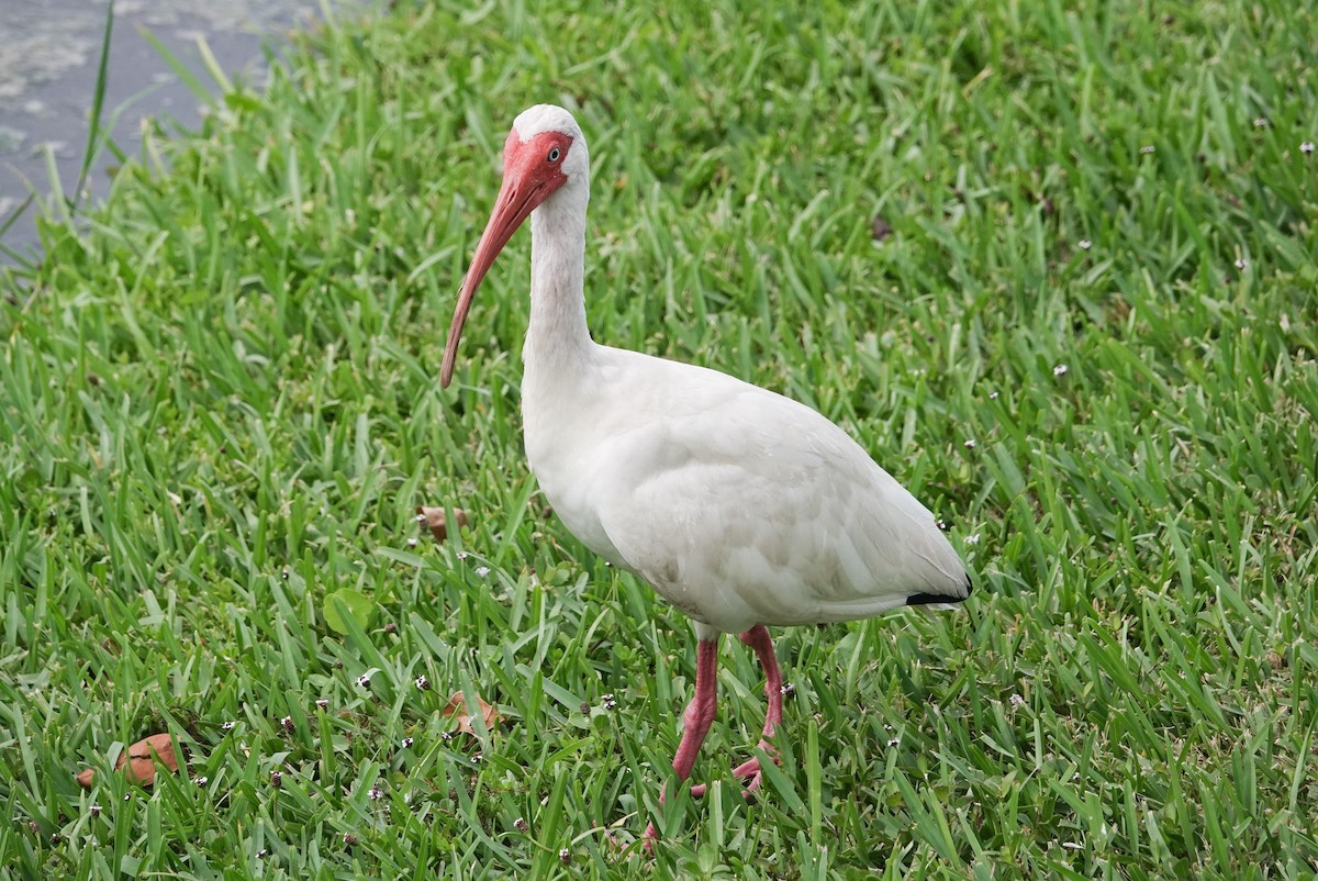 White Ibis - ML620741572