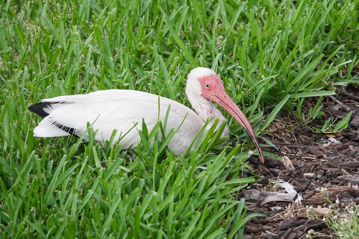 White Ibis - ML620741573