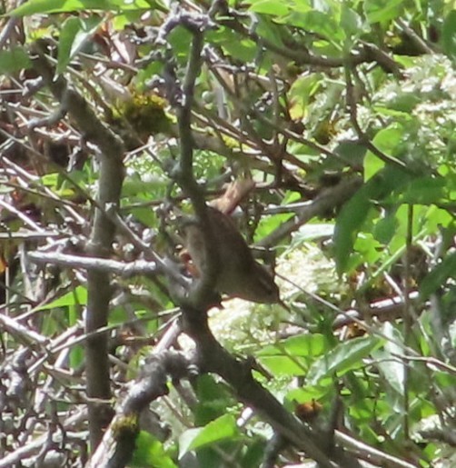 Eurasian Wren - ML620741574