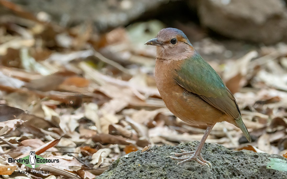 Blue-rumped Pitta - ML620741575