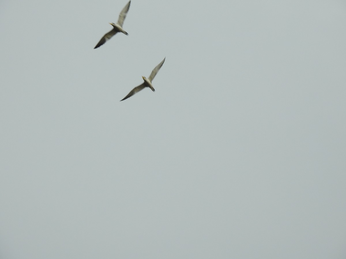 Yellow-billed Tern - ML620741577