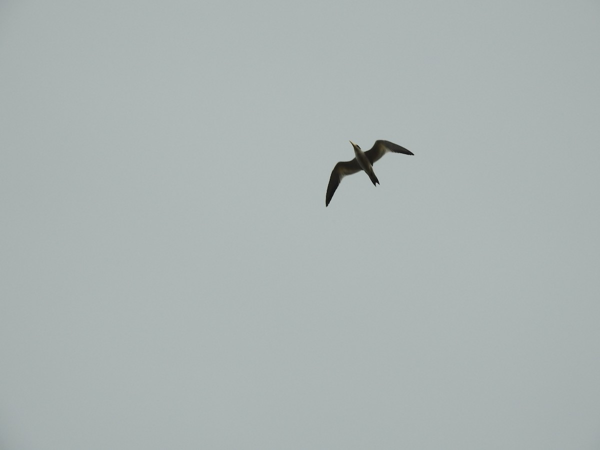 Yellow-billed Tern - ML620741578