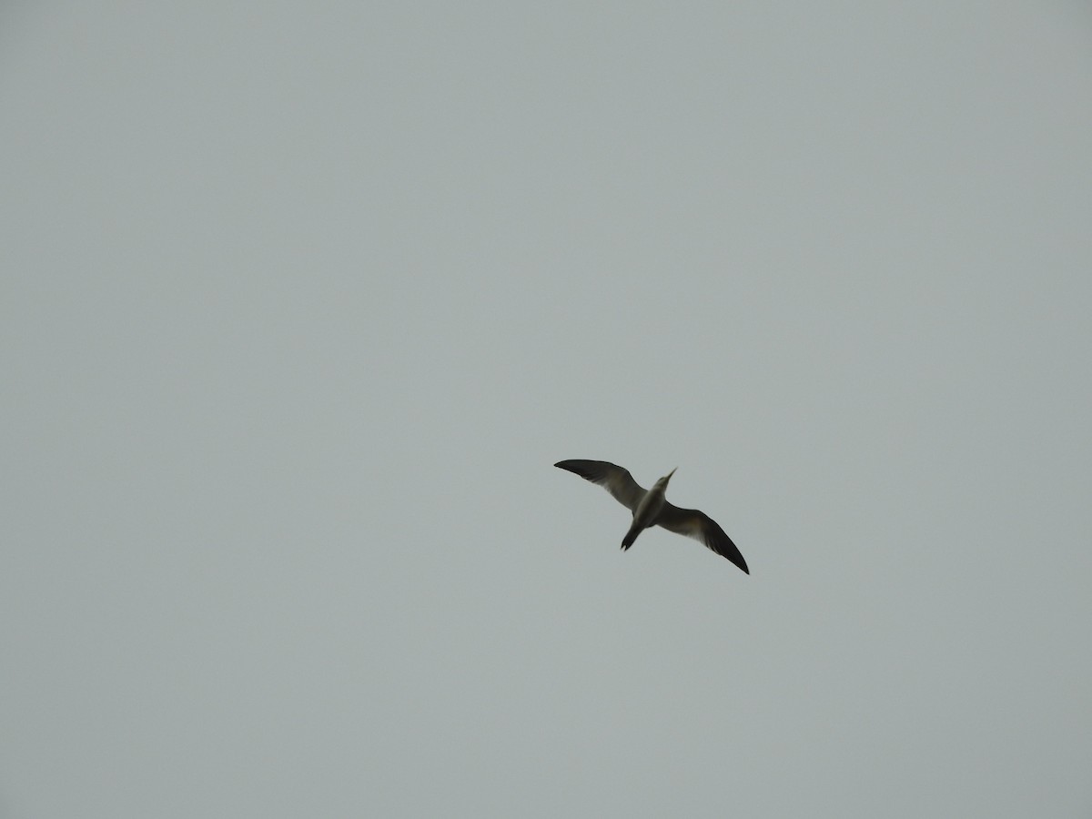 Yellow-billed Tern - ML620741579