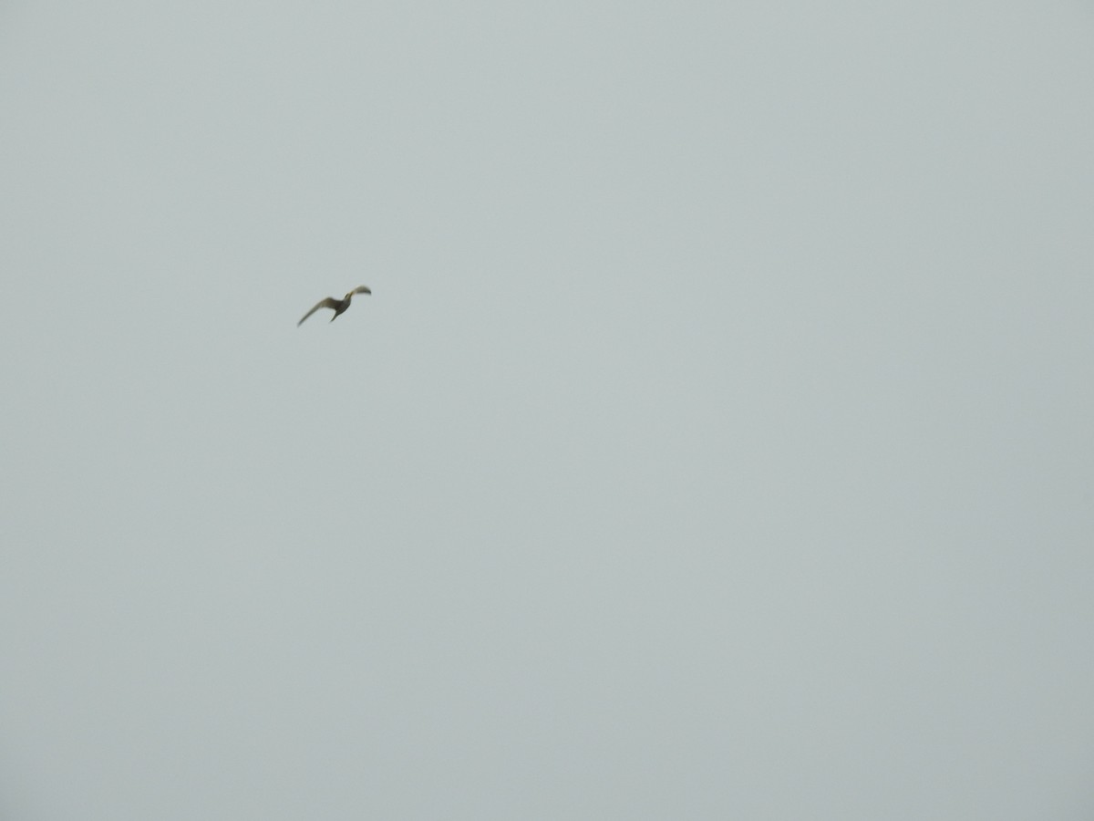 Yellow-billed Tern - ML620741580