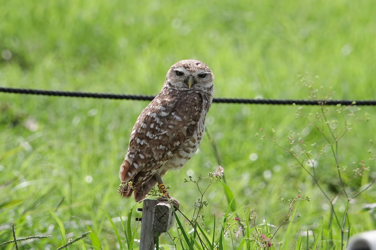 Burrowing Owl - ML620741581