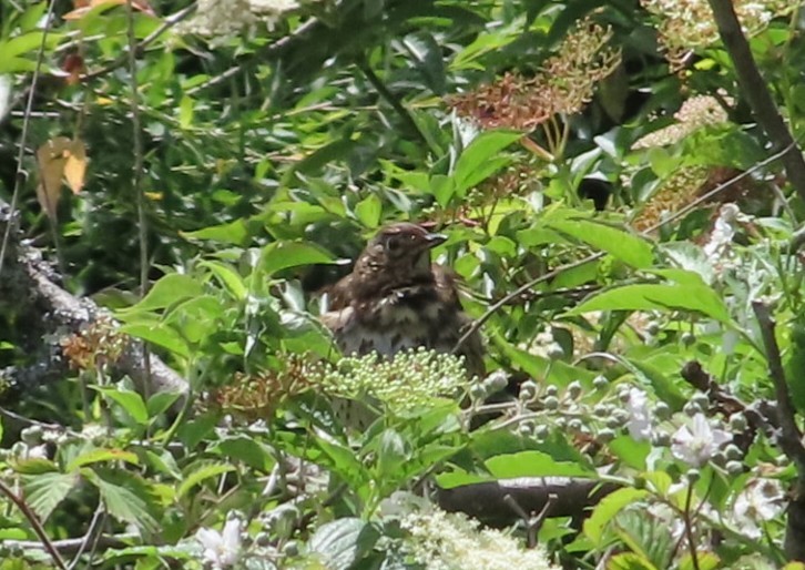 Song Thrush - ML620741582