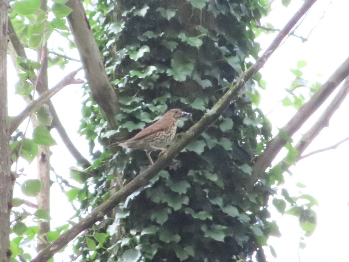 Song Thrush - ML620741586