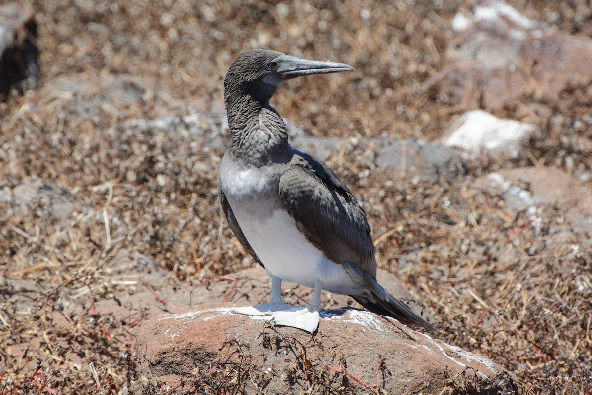 Blue-footed Booby - ML620741588