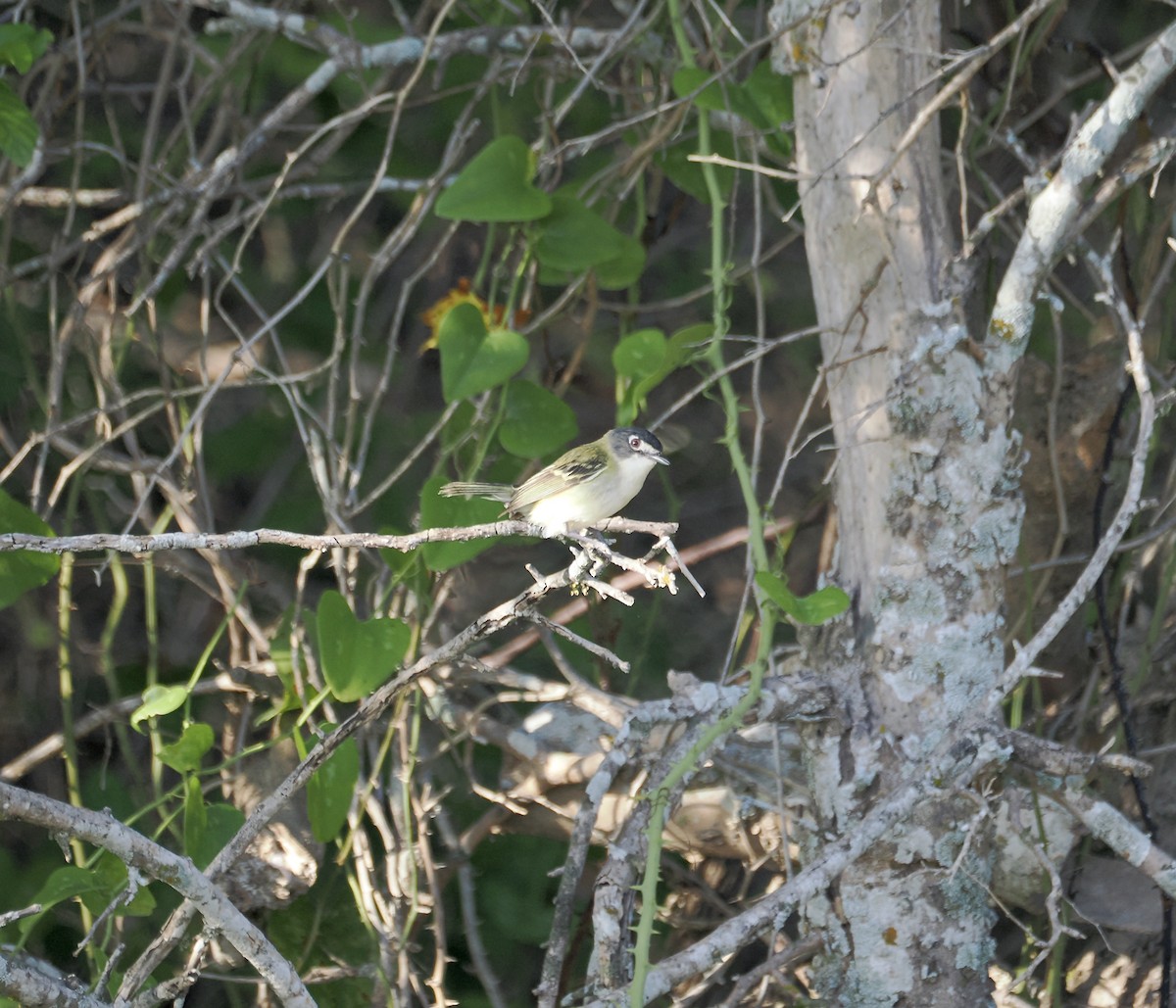 Black-capped Vireo - ML620741589