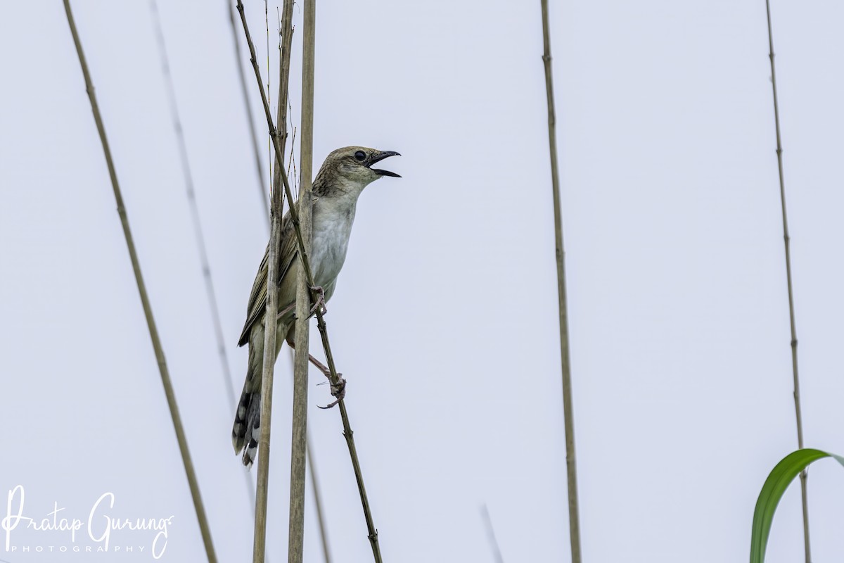 Bristled Grassbird - Pratap Gurung