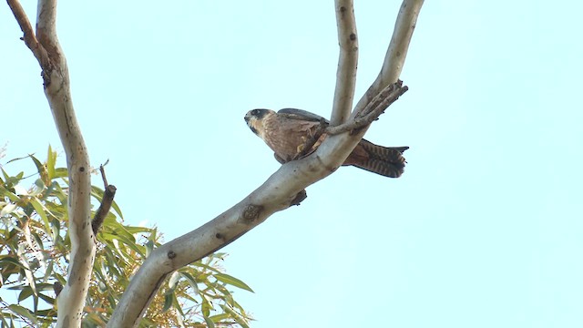 Australian Hobby - ML620741598