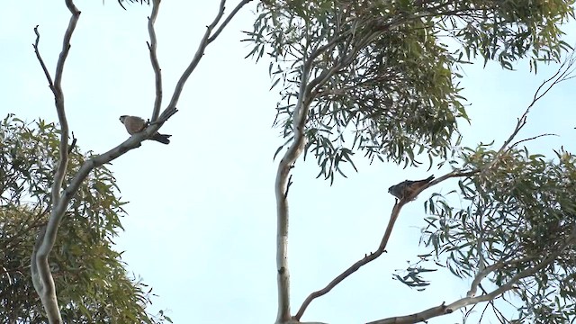 Australian Hobby - ML620741600