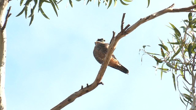 Alcotán Australiano - ML620741601