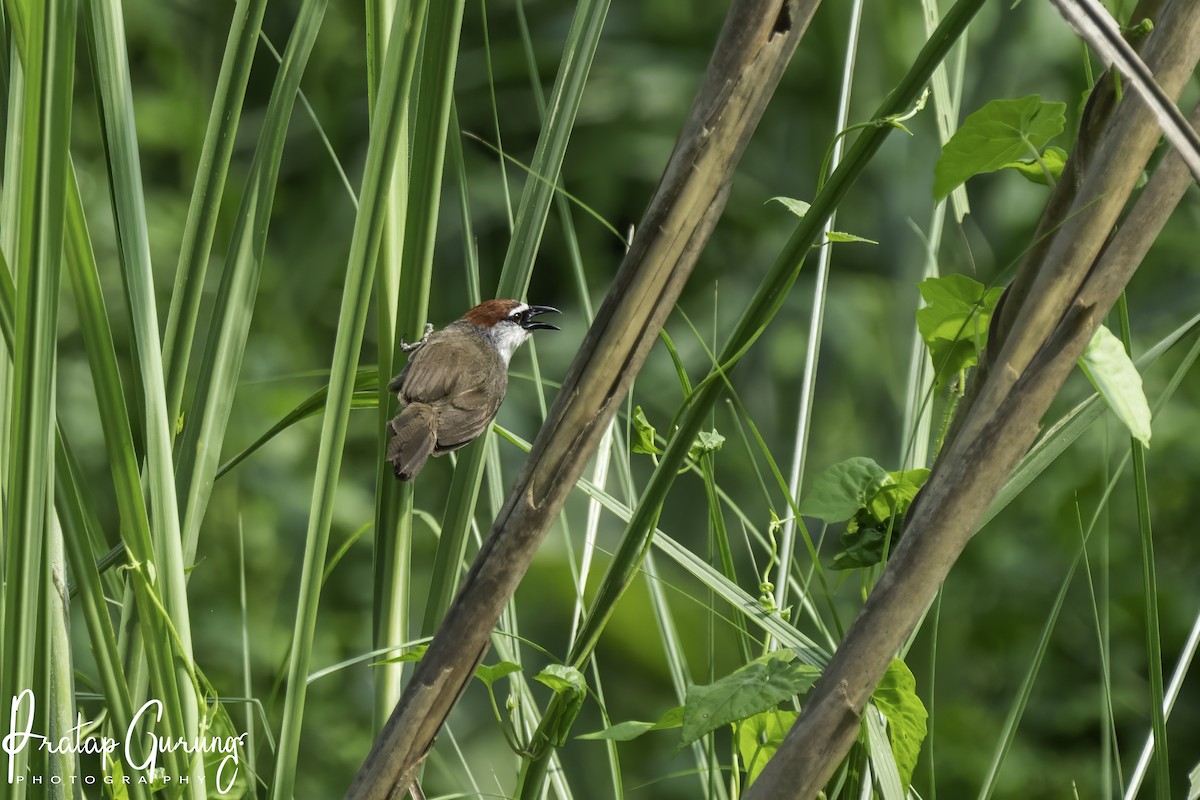 Chestnut-capped Babbler - ML620741603