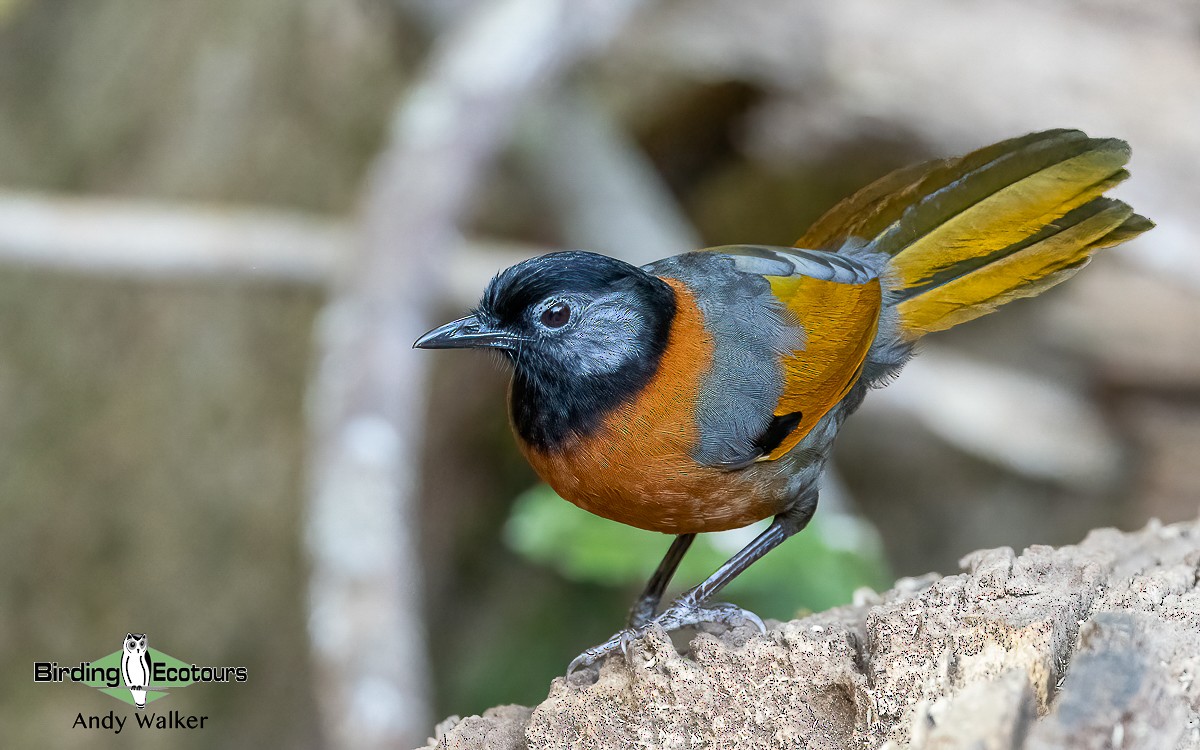 Collared Laughingthrush - Andy Walker - Birding Ecotours