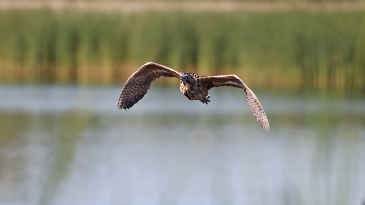 Great Bittern - ML620741608