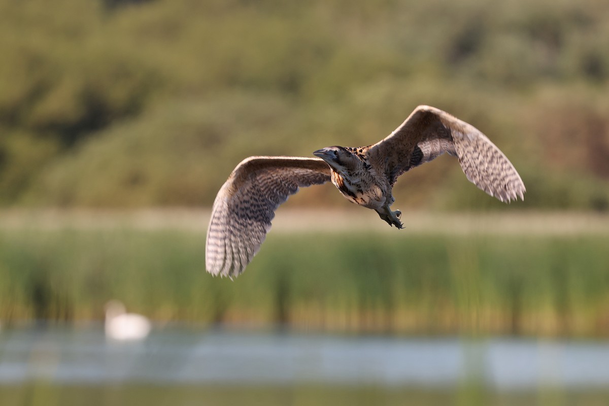 Great Bittern - ML620741610