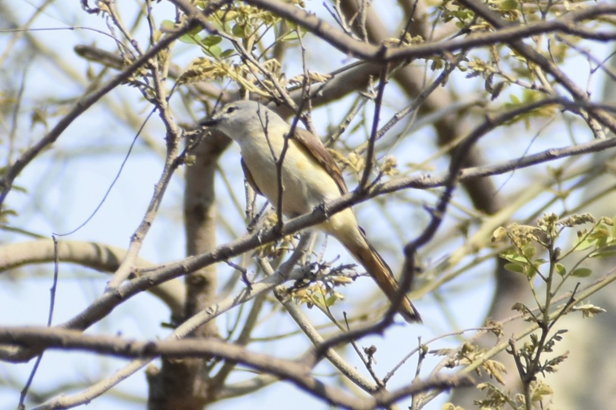 Small Minivet - ML620741613