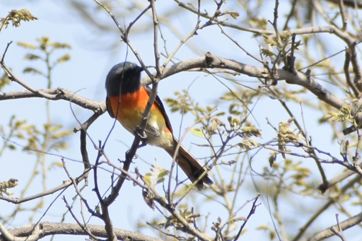 Small Minivet - ML620741614