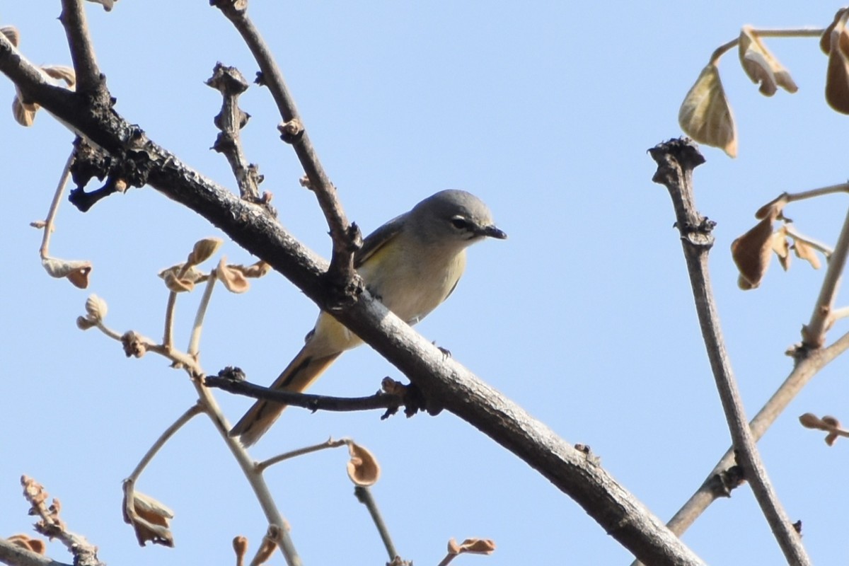 Minivet Chico - ML620741615