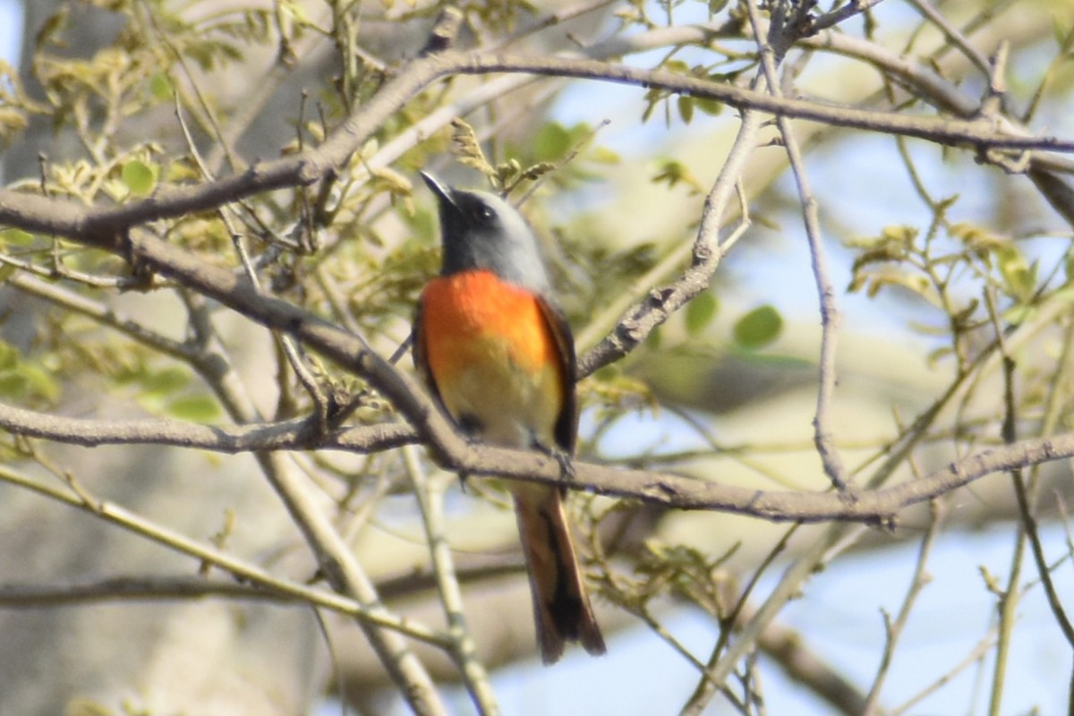 Small Minivet - ML620741616