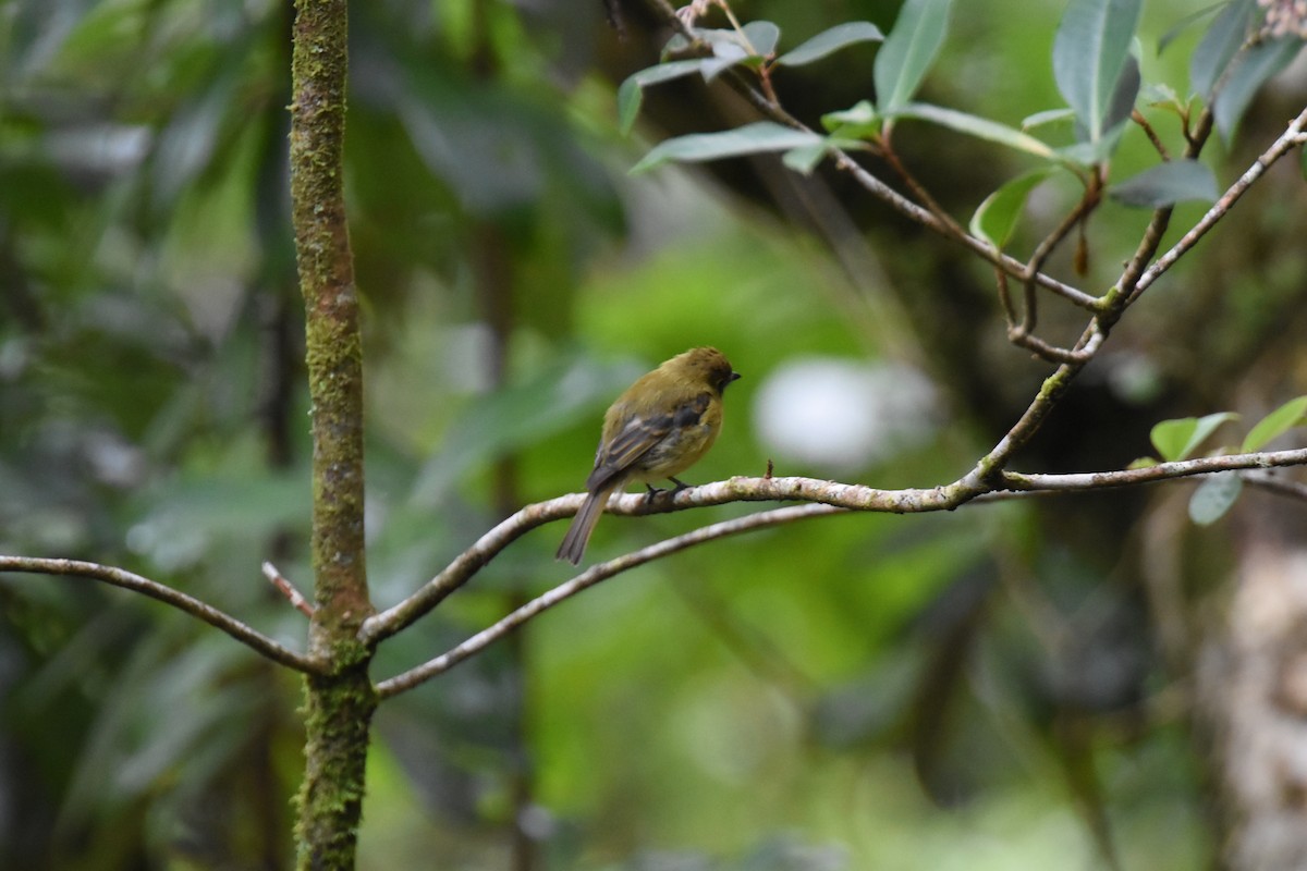 Yellowish Flycatcher - ML620741621