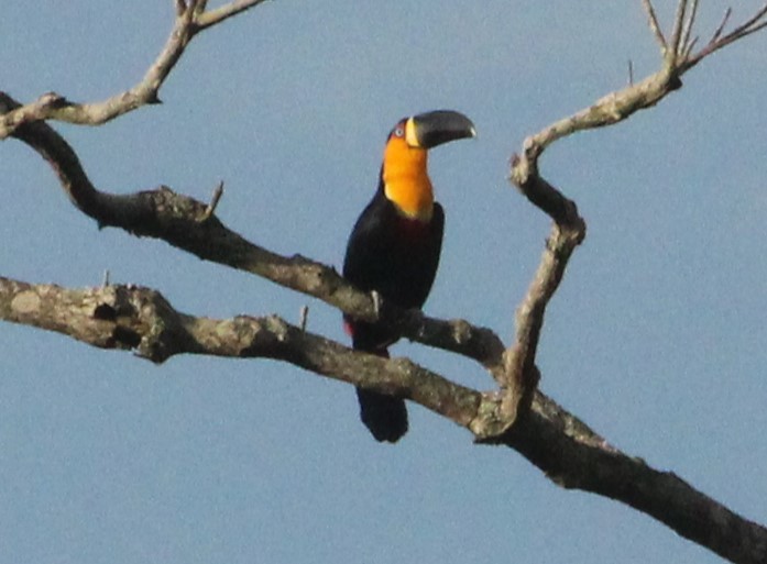 Channel-billed Toucan - ML620741622