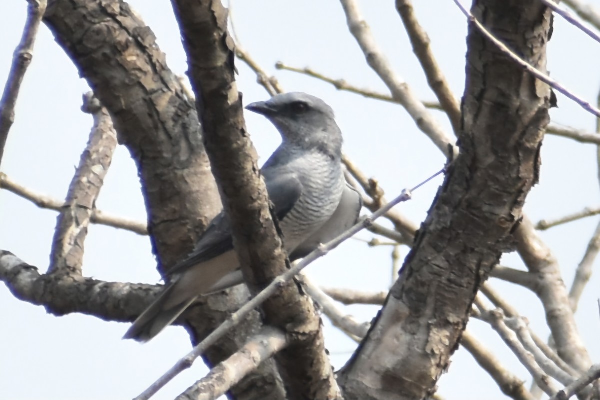 Large Cuckooshrike - ML620741624