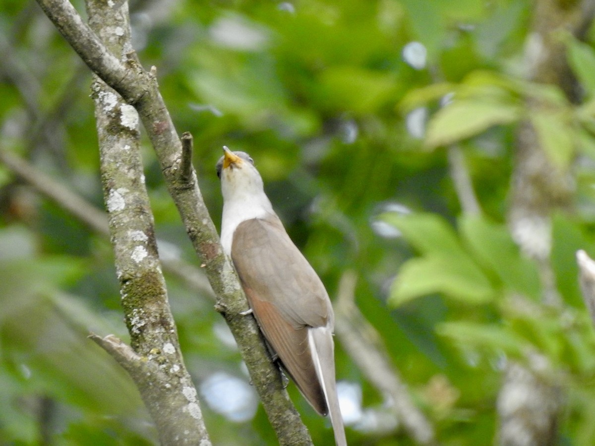 Yellow-billed Cuckoo - ML620741626