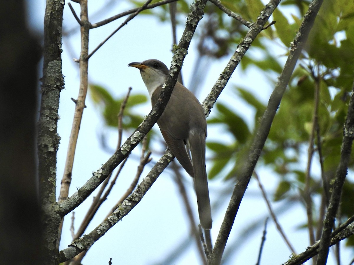 Yellow-billed Cuckoo - Ariel Dunham