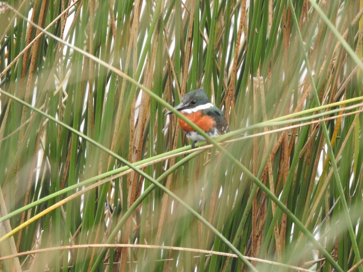 Green Kingfisher - ML620741628