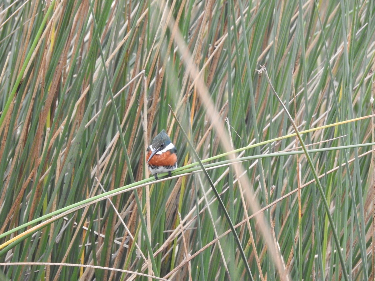 Green Kingfisher - ML620741629