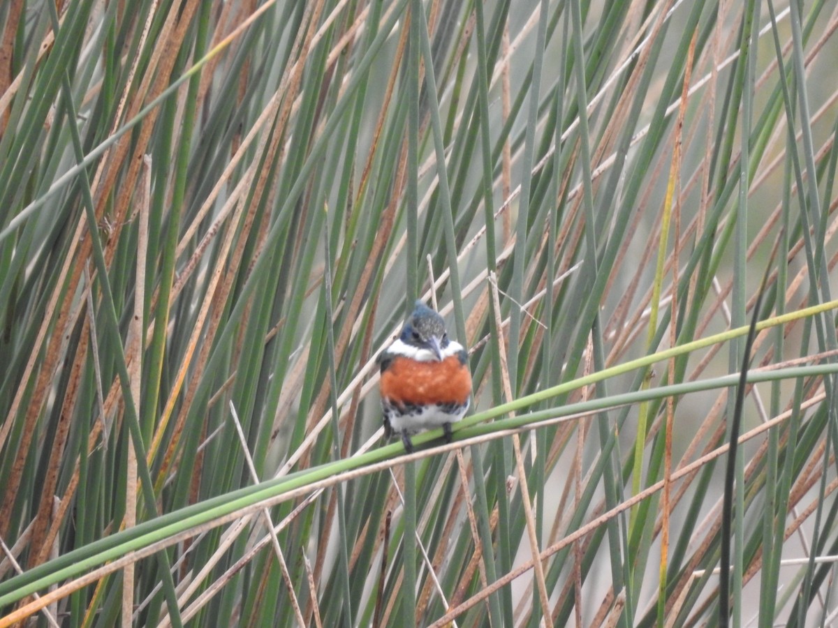 Green Kingfisher - ML620741631