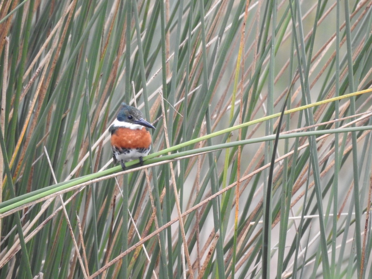 Green Kingfisher - ML620741632