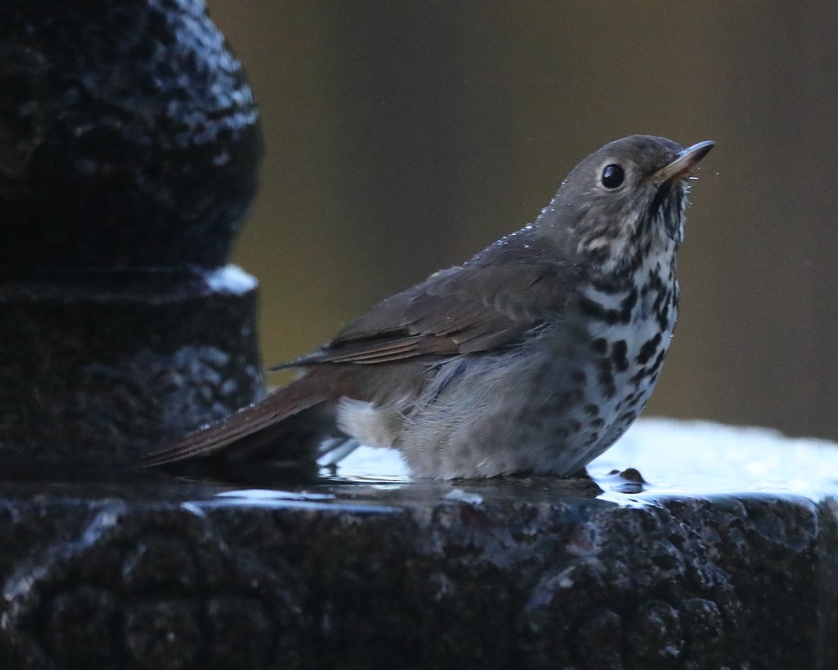 Hermit Thrush - ML620741633