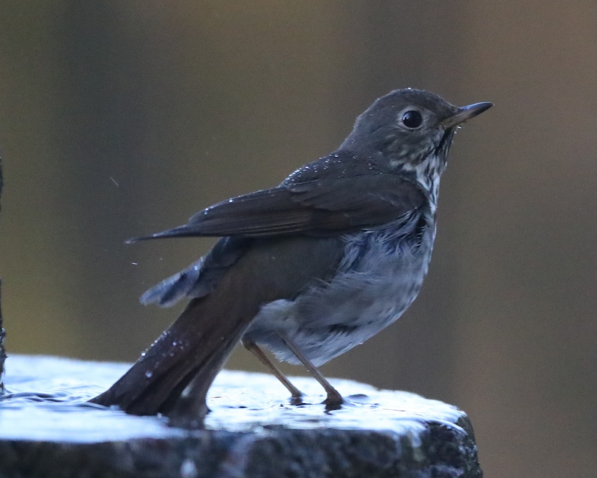 Hermit Thrush - Linda Dalton