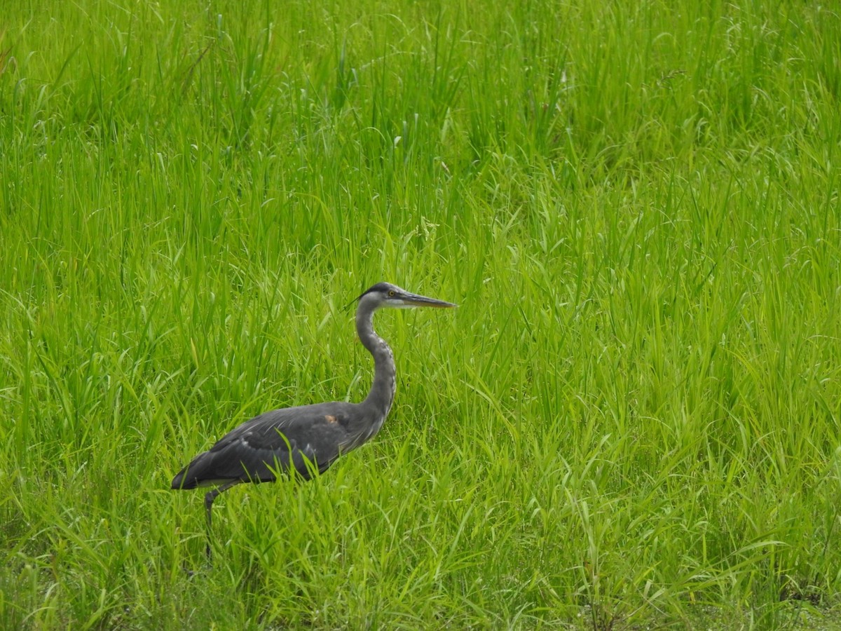 Great Blue Heron - ML620741637